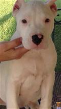 Dogo Argentino